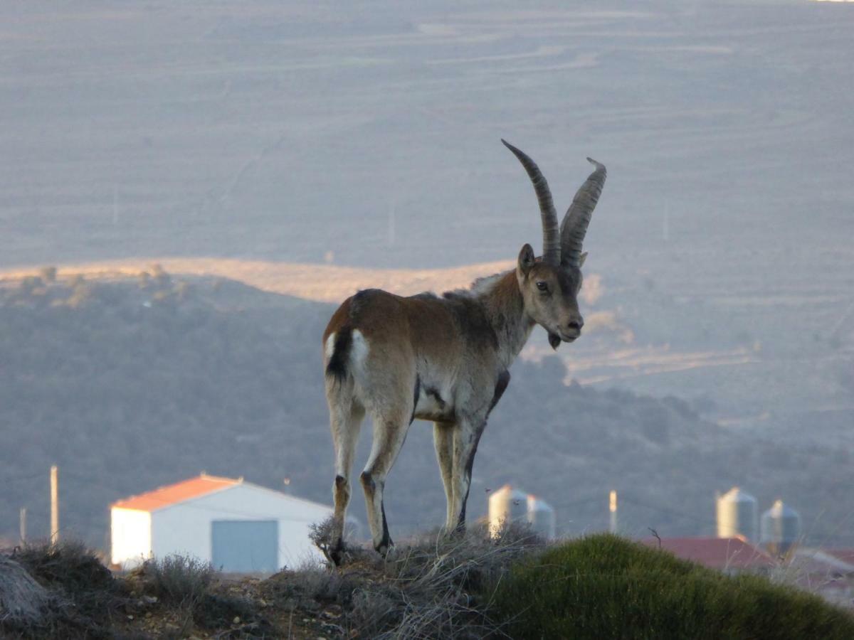 Fortanete Casa Rural La Sabina المظهر الخارجي الصورة